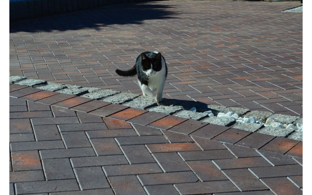 Тротуарная клинкерная брусчатка Vandersanden Calau 52 красно-синяя 200*100*52 мм